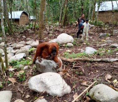Bukit Lawang House | Tiga dara guest house & jungle trekking bukit Lawang