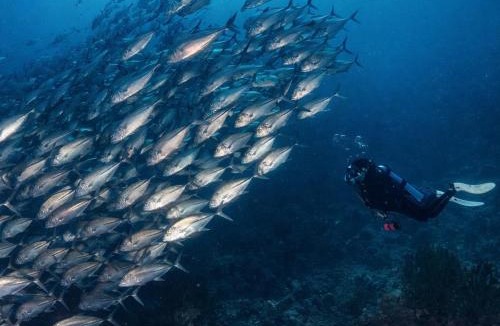 Iboih Resort | The Pade Dive Resort