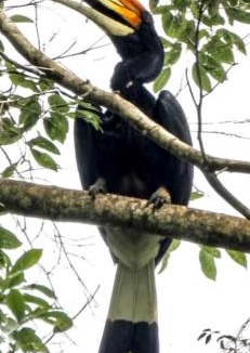 Bukit Lawang House | Bukit Lawang Orangutan Dormitory "Book your jungle trekking tour with us"