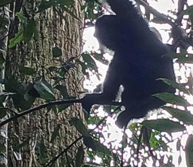 Bukit Lawang House | Orangutan Inn
