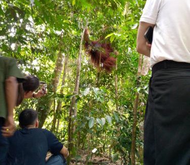 Bukit Lawang House | Tiga dara guest house & jungle trekking bukit Lawang