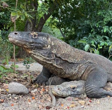 Komodo Marannu Homestay